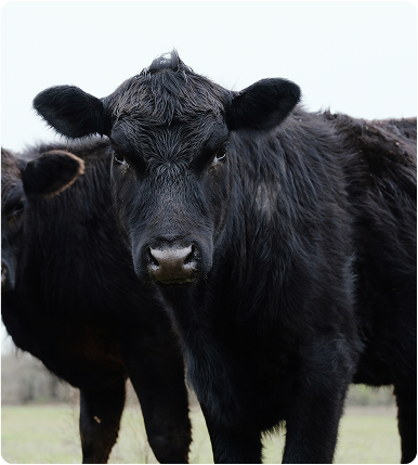 Black Angus