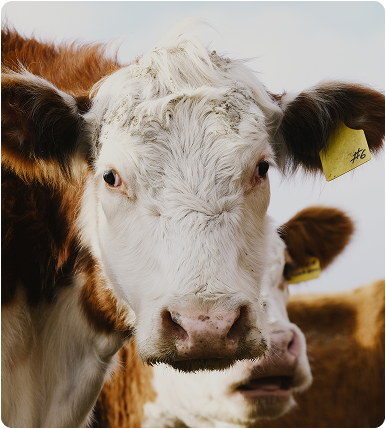 Hereford Cow