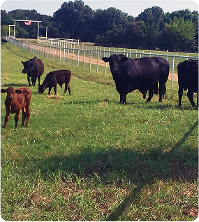 cattle1