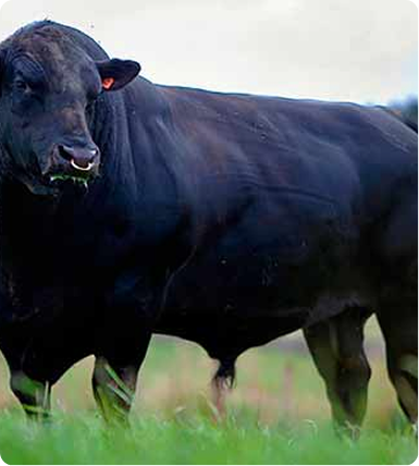 Aberdeen Angus